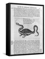 Small Dragon, 1678-Athanasius Kircher-Framed Stretched Canvas