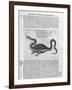 Small Dragon, 1678-Athanasius Kircher-Framed Giclee Print