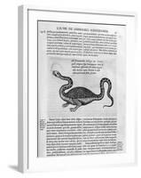 Small Dragon, 1678-Athanasius Kircher-Framed Giclee Print