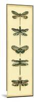 Small Dragonfly Collector II-Chariklia Zarris-Mounted Art Print
