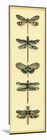 Small Dragonfly Collector II-Chariklia Zarris-Mounted Art Print