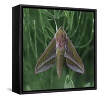 small elephant hawkmoth in the botanical garden,-Nadja Jacke-Framed Stretched Canvas