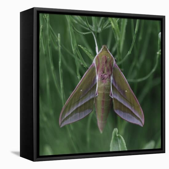 small elephant hawkmoth in the botanical garden,-Nadja Jacke-Framed Stretched Canvas