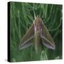 small elephant hawkmoth in the botanical garden,-Nadja Jacke-Stretched Canvas