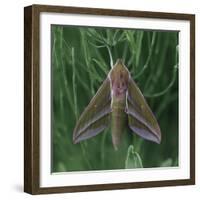 small elephant hawkmoth in the botanical garden,-Nadja Jacke-Framed Photographic Print