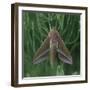 small elephant hawkmoth in the botanical garden,-Nadja Jacke-Framed Photographic Print