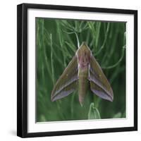 small elephant hawkmoth in the botanical garden,-Nadja Jacke-Framed Photographic Print