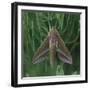 small elephant hawkmoth in the botanical garden,-Nadja Jacke-Framed Photographic Print