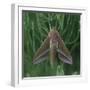 small elephant hawkmoth in the botanical garden,-Nadja Jacke-Framed Photographic Print