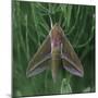 small elephant hawkmoth in the botanical garden,-Nadja Jacke-Mounted Photographic Print