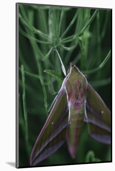 small elephant hawkmoth in the botanical garden,-Nadja Jacke-Mounted Photographic Print