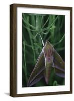 small elephant hawkmoth in the botanical garden,-Nadja Jacke-Framed Photographic Print