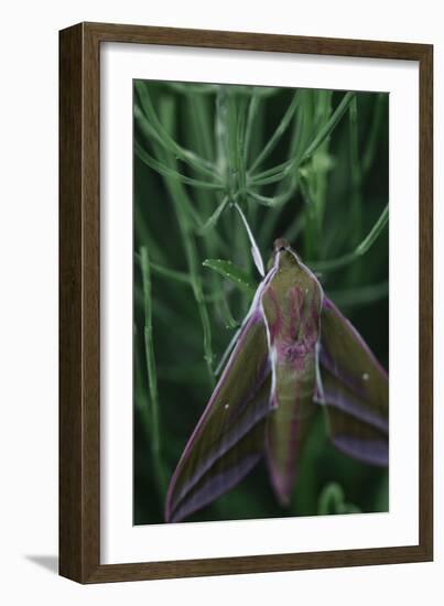 small elephant hawkmoth in the botanical garden,-Nadja Jacke-Framed Photographic Print