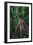 small elephant hawkmoth in the botanical garden,-Nadja Jacke-Framed Photographic Print