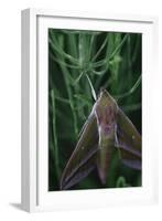 small elephant hawkmoth in the botanical garden,-Nadja Jacke-Framed Photographic Print