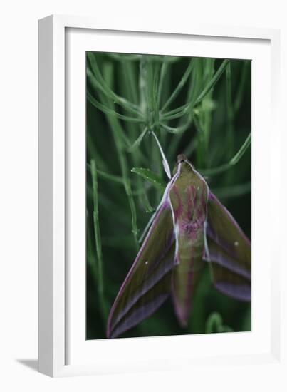 small elephant hawkmoth in the botanical garden,-Nadja Jacke-Framed Photographic Print