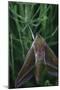 small elephant hawkmoth in the botanical garden,-Nadja Jacke-Mounted Photographic Print