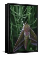 small elephant hawkmoth in the botanical garden,-Nadja Jacke-Framed Stretched Canvas