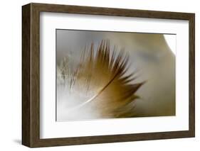 Small Feather Swims in the Water-Falk Hermann-Framed Photographic Print