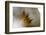 Small Feather Swims in the Water-Falk Hermann-Framed Photographic Print