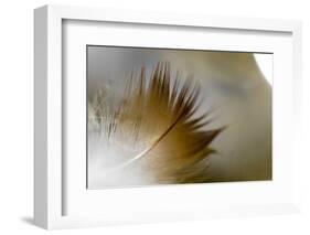 Small Feather Swims in the Water-Falk Hermann-Framed Photographic Print