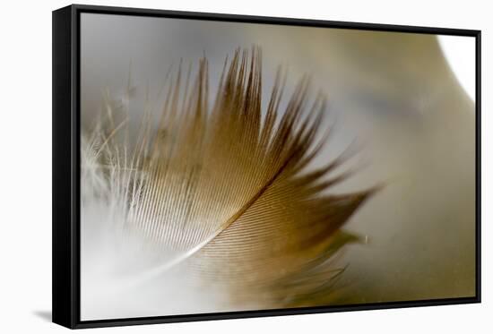 Small Feather Swims in the Water-Falk Hermann-Framed Stretched Canvas