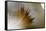Small Feather Swims in the Water-Falk Hermann-Framed Stretched Canvas