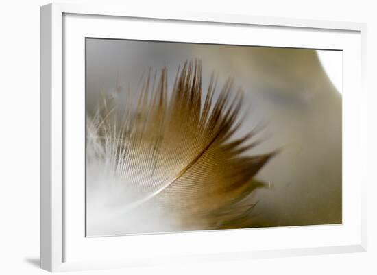 Small Feather Swims in the Water-Falk Hermann-Framed Photographic Print