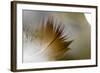 Small Feather Swims in the Water-Falk Hermann-Framed Photographic Print