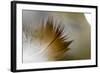 Small Feather Swims in the Water-Falk Hermann-Framed Photographic Print