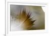 Small Feather Swims in the Water-Falk Hermann-Framed Photographic Print