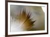 Small Feather Swims in the Water-Falk Hermann-Framed Photographic Print