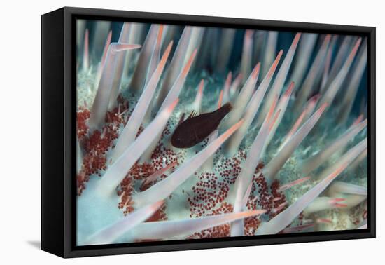 Small Fish Hides in the Venomous Spines of a Crown of Thorns Starfish (Acanthaster Planci)-Louise Murray-Framed Stretched Canvas