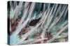 Small Fish Hides in the Venomous Spines of a Crown of Thorns Starfish (Acanthaster Planci)-Louise Murray-Stretched Canvas