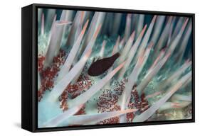 Small Fish Hides in the Venomous Spines of a Crown of Thorns Starfish (Acanthaster Planci)-Louise Murray-Framed Stretched Canvas