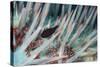 Small Fish Hides in the Venomous Spines of a Crown of Thorns Starfish (Acanthaster Planci)-Louise Murray-Stretched Canvas