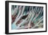 Small Fish Hides in the Venomous Spines of a Crown of Thorns Starfish (Acanthaster Planci)-Louise Murray-Framed Photographic Print