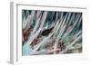 Small Fish Hides in the Venomous Spines of a Crown of Thorns Starfish (Acanthaster Planci)-Louise Murray-Framed Photographic Print