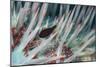 Small Fish Hides in the Venomous Spines of a Crown of Thorns Starfish (Acanthaster Planci)-Louise Murray-Mounted Photographic Print