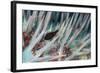 Small Fish Hides in the Venomous Spines of a Crown of Thorns Starfish (Acanthaster Planci)-Louise Murray-Framed Photographic Print