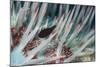 Small Fish Hides in the Venomous Spines of a Crown of Thorns Starfish (Acanthaster Planci)-Louise Murray-Mounted Photographic Print