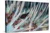 Small Fish Hides in the Venomous Spines of a Crown of Thorns Starfish (Acanthaster Planci)-Louise Murray-Stretched Canvas