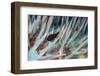 Small Fish Hides in the Venomous Spines of a Crown of Thorns Starfish (Acanthaster Planci)-Louise Murray-Framed Photographic Print