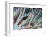 Small Fish Hides in the Venomous Spines of a Crown of Thorns Starfish (Acanthaster Planci)-Louise Murray-Framed Photographic Print