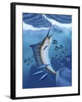 Small Fish Scatter As a Huge Blue Marlin Swims To the Surface-Stocktrek Images-Framed Photographic Print
