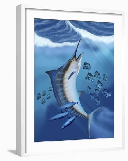 Small Fish Scatter As a Huge Blue Marlin Swims To the Surface-Stocktrek Images-Framed Photographic Print