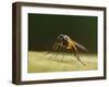 Small fleck-winged snipefly sitting in typical posture on log, UK-Andy Sands-Framed Photographic Print