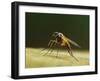 Small fleck-winged snipefly sitting in typical posture on log, UK-Andy Sands-Framed Photographic Print