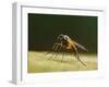 Small fleck-winged snipefly sitting in typical posture on log, UK-Andy Sands-Framed Photographic Print