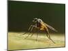 Small fleck-winged snipefly sitting in typical posture on log, UK-Andy Sands-Mounted Photographic Print